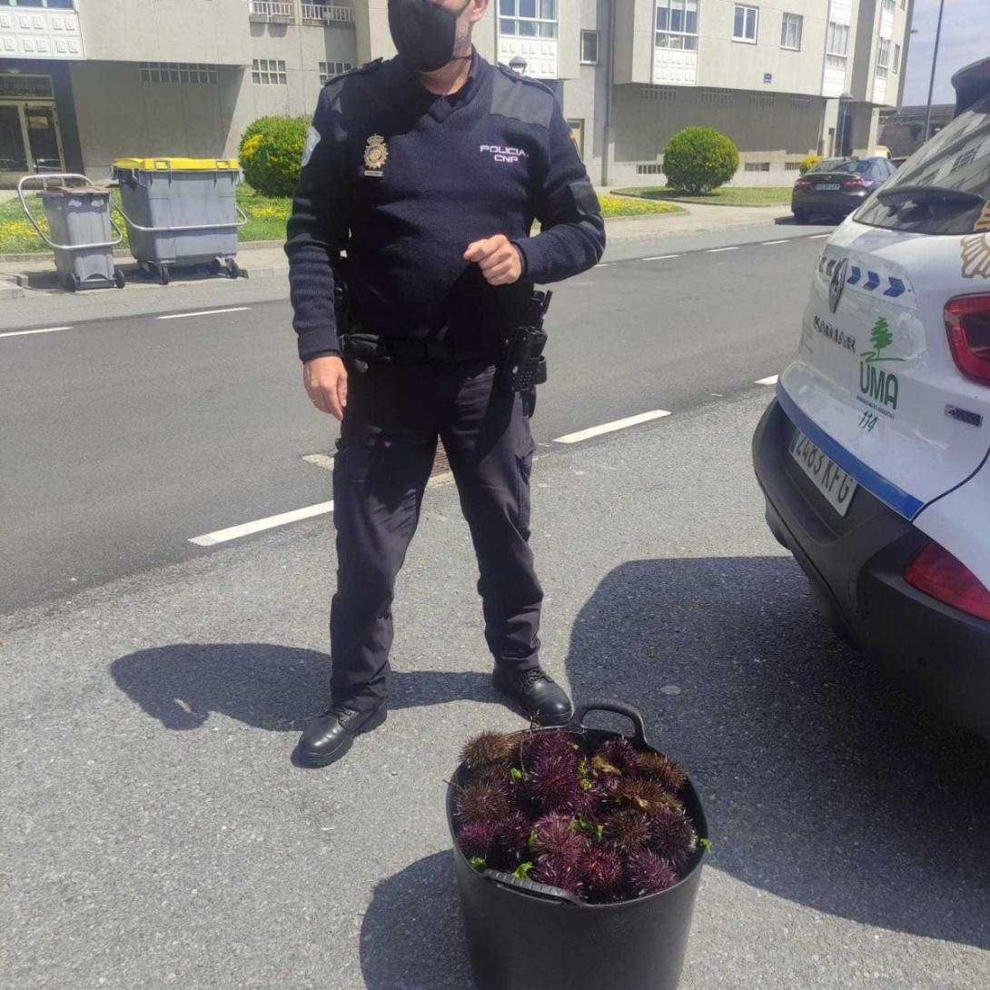 ourizos decomisados nun operativo de loita contra o furtivismo na Coruña